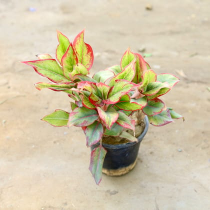 Buy Aglaonema Lipstick in 5 Inch nursery pot Online | Urvann.com