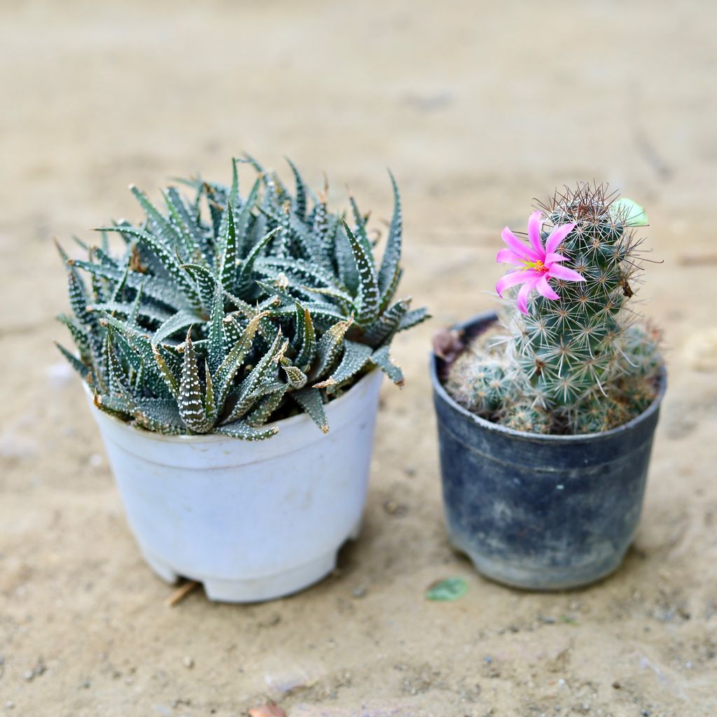 Set of 2 - Mammillaria Zeilmanniana & Lace Aloe Cactus in 3 Inch nursery pot