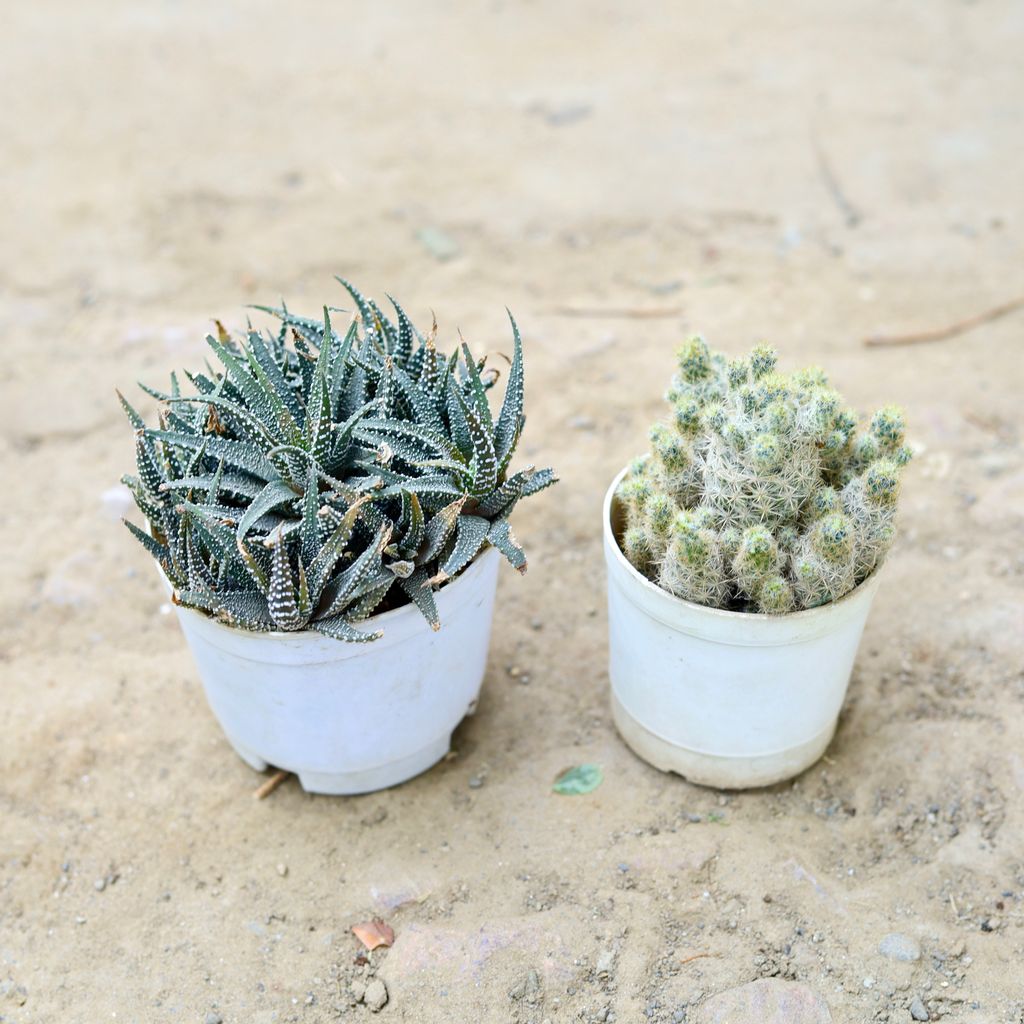 Set of 2 - Mammillaria Vetula & Lace Aloe Cactus in 3 Inch nursery pot