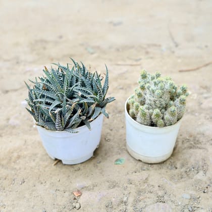 Buy Set of 2 - Mammillaria Vetula & Lace Aloe Cactus in 3 Inch nursery pot Online | Urvann.com