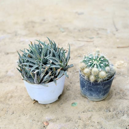 Buy Set of 2 - Echinopsis Oxygona & Lace Aloe Cactus in 3 Inch nursery pot Online | Urvann.com