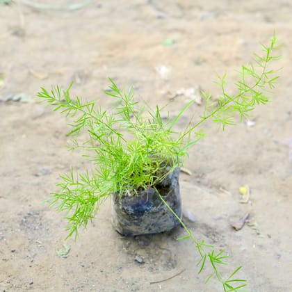 Buy Aspara Grass in 4 Inch nursery bag Online | Urvann.com