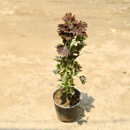 Buy Coleus (any colour & design) (~ 1.5 Ft) in 6 Inch nursery pot Online | Urvann.com