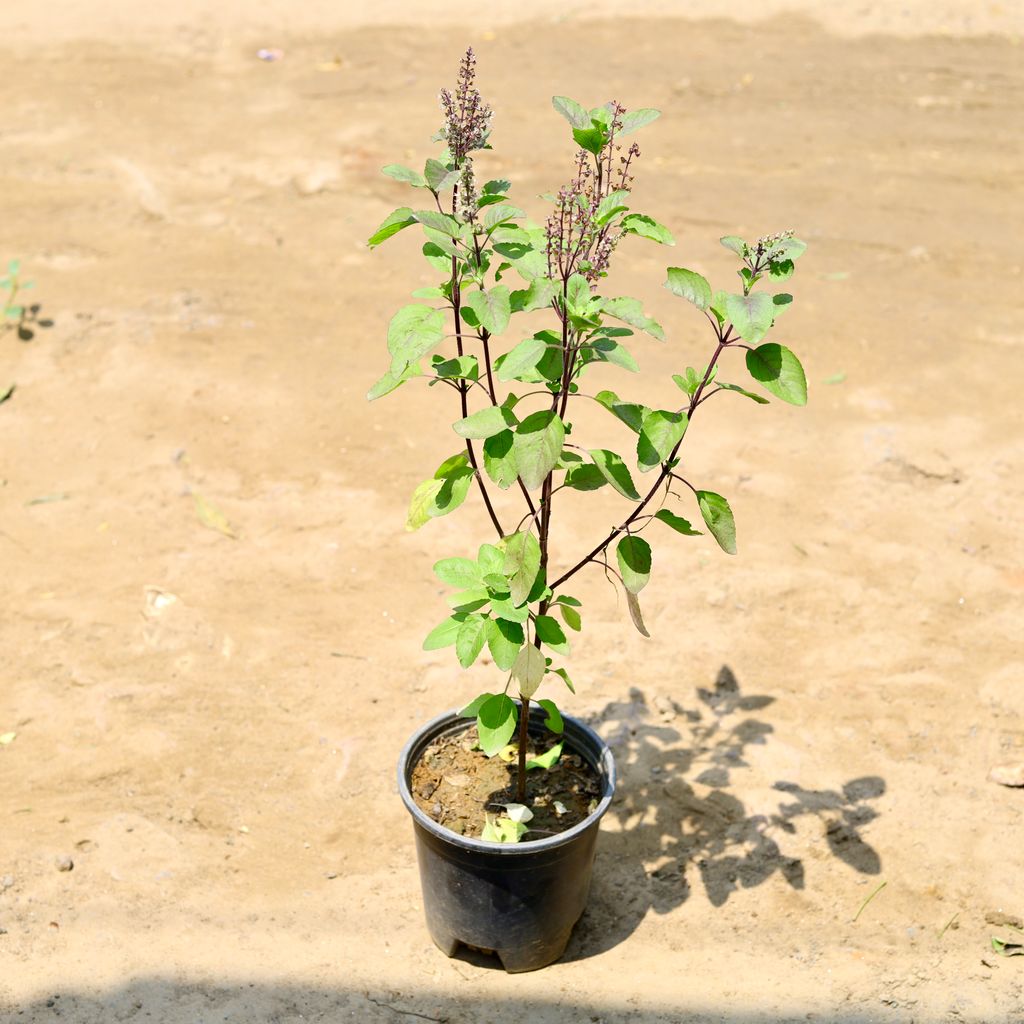 Shyama Tulsi (~ 1.5 Ft) in 6 Inch nursery pot