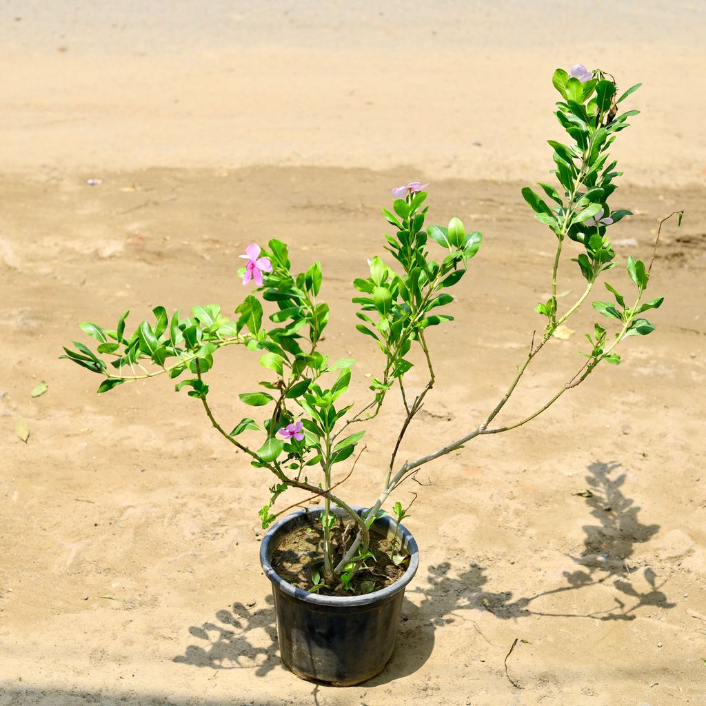 Periwinkle / Sadabahar / Vinca (any colour) (~ 1.5 Ft) in 8 Inch nursery pot