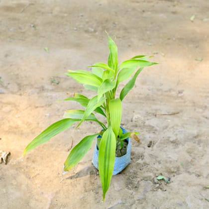 Buy Lucky Bamboo Soil in 4 Inch nursery bag Online | Urvann.com