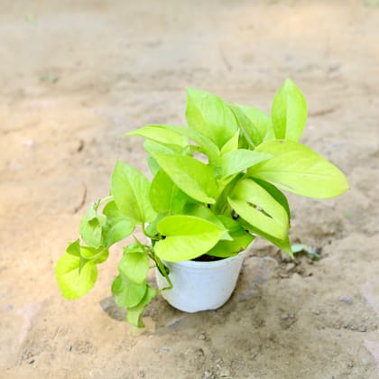 Buy Golden Money Plant in 4 Inch Nursery Pot Online | Urvann.com