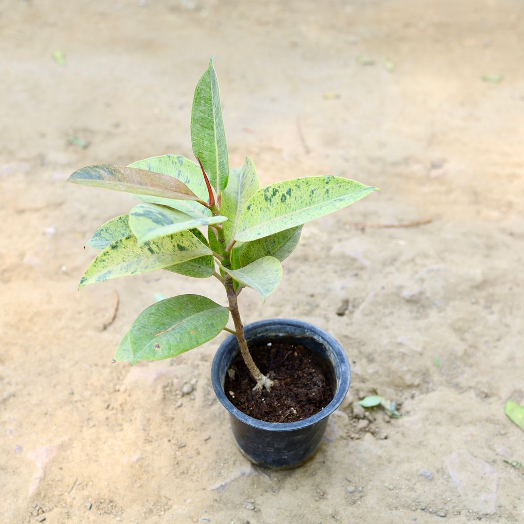 Rubber Vareigated in 4 Inch nursery pot