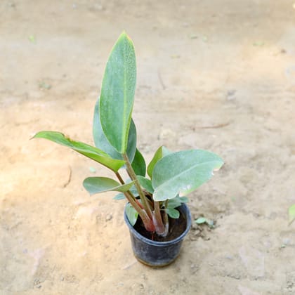 Buy Philodendron Red in 4 Inch nursery pot Online | Urvann.com