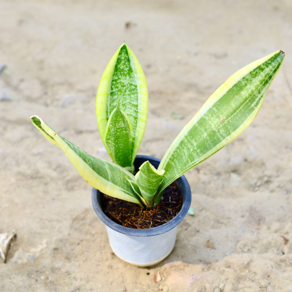 Snake Yellow in 4 Inch nursery pot - Best Low Maintenance Indoor Plant