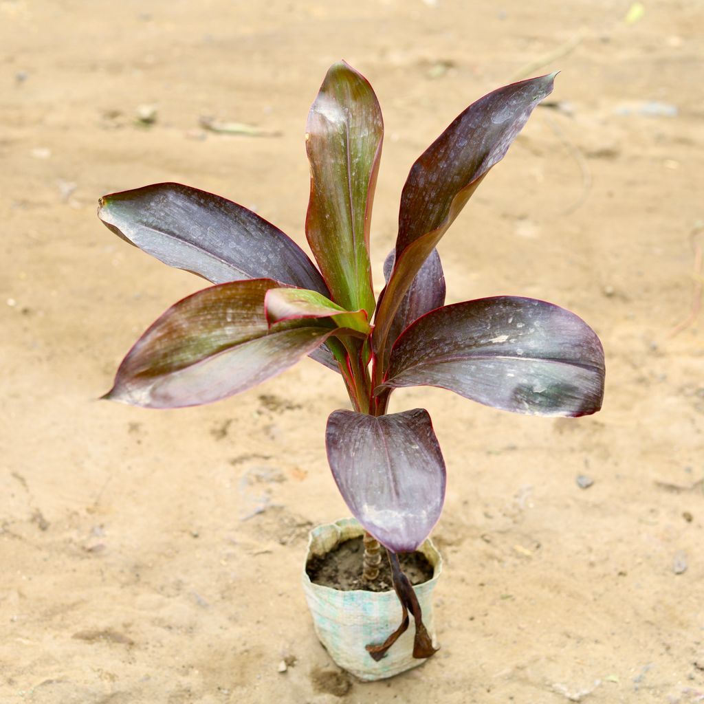 Dracaena Rosea Red (~ 1.5 Ft) in 4 Inch nursery bag