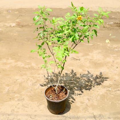 Buy Tecoma (any colour) in 6 Inch nursery pot Online | Urvann.com