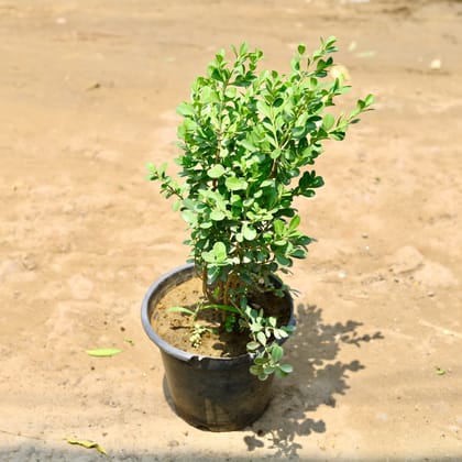 Buy Boxwood / Buxus in 8 Inch nursery pot Online | Urvann.com