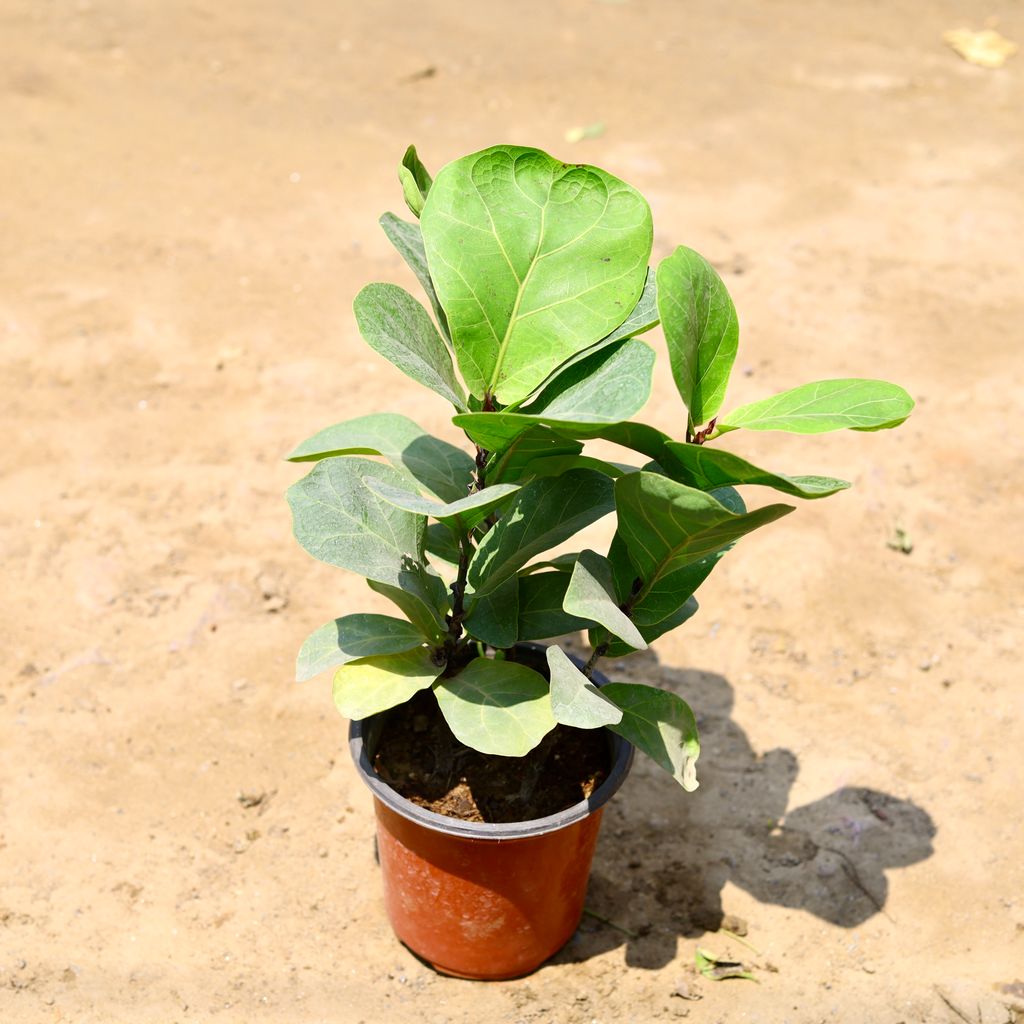 Fiddle Leaf Fig / Ficus Lyrata in 5 Inch nursery pot