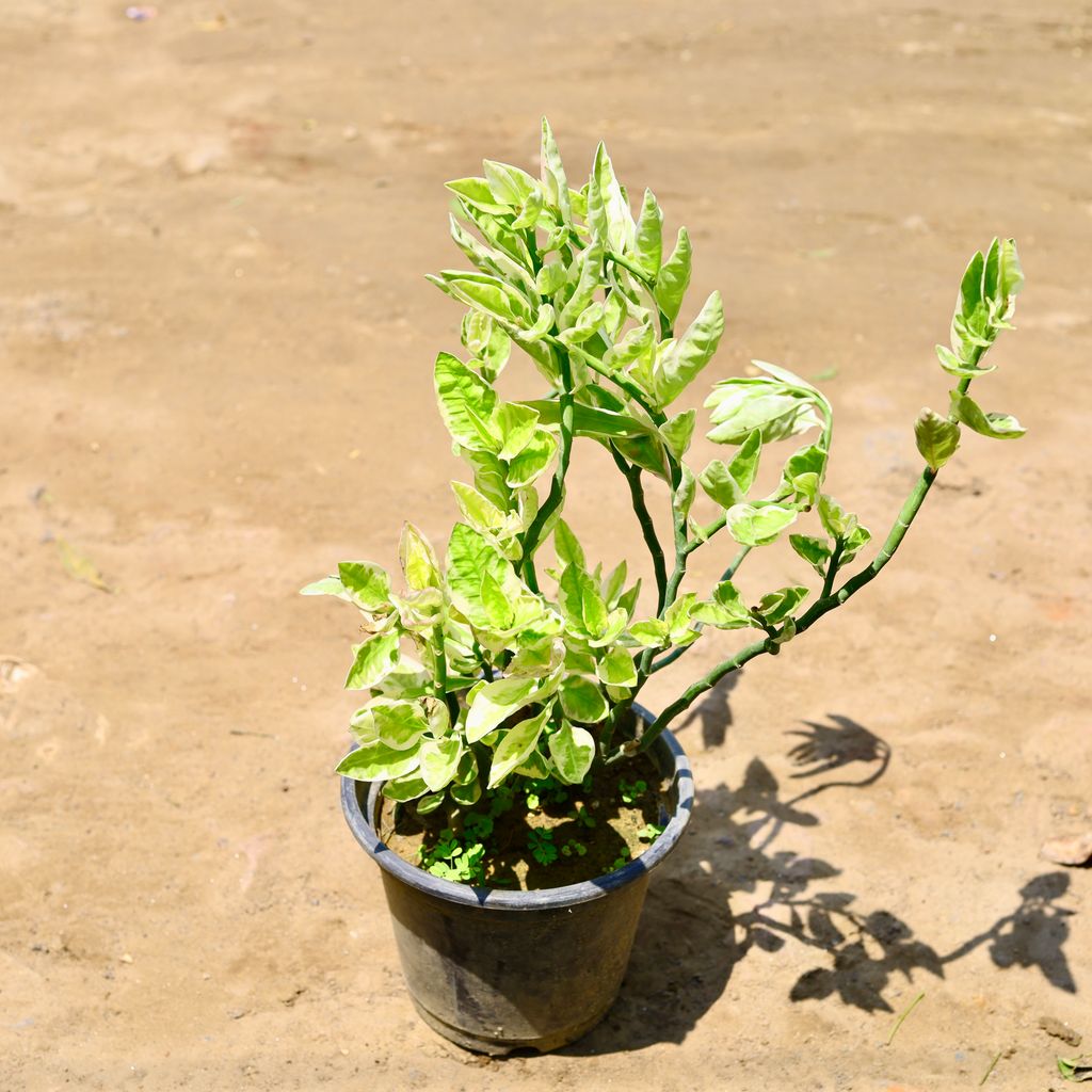 Pedilianthus / Devil's Backbone (~ 1.5 Ft) in 6 Inch nursery pot