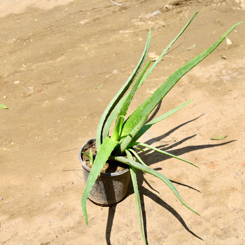 Aloe vera (~ 1.5 Ft) in 6 Inch nursery pot