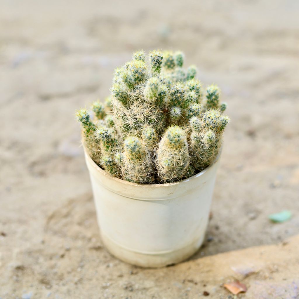 Mammillaria Vetula Cactus in 3 Inch nursery pot