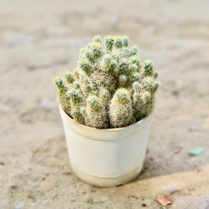 Buy Mammillaria Vetula Cactus in 3 Inch nursery pot Online | Urvann.com