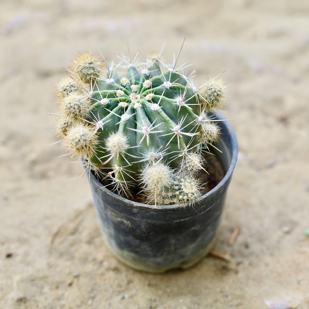 Echinopsis Oxygona Cactus in 3 Inch nursery pot