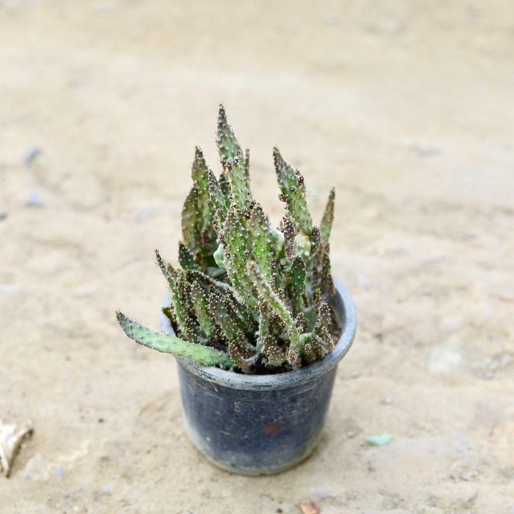 Optunia Monacantha Cactus in 3 Inch nursery pot