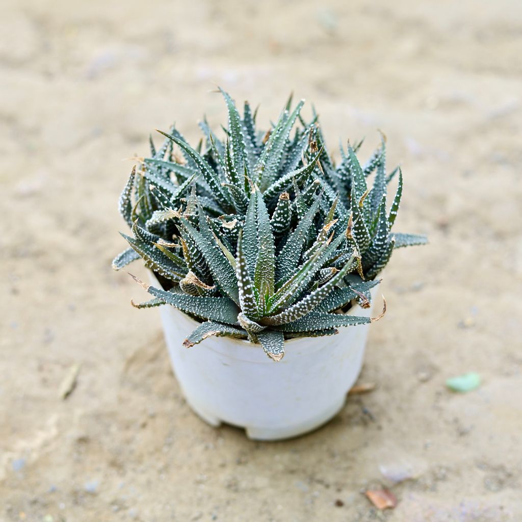 Aloe Black Succulent in 3 Inch nursery pot