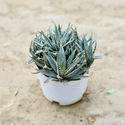 Buy Aloe Black Succulent in 3 Inch nursery pot Online | Urvann.com