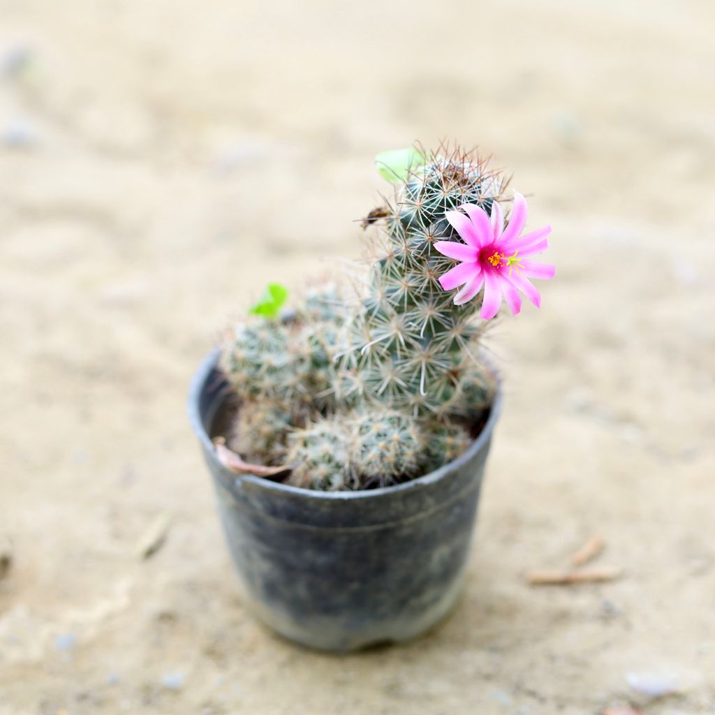 Mammillaria Zeilmanniana Cactus in 3 Inch nursery pot