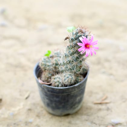 Buy Mammillaria Zeilmanniana Cactus in 3 Inch nursery pot Online | Urvann.com