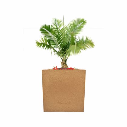 Buy 8 X 8 Inch Sandstone Premium Kyvos Fiberglass Planter Online | Urvann.com