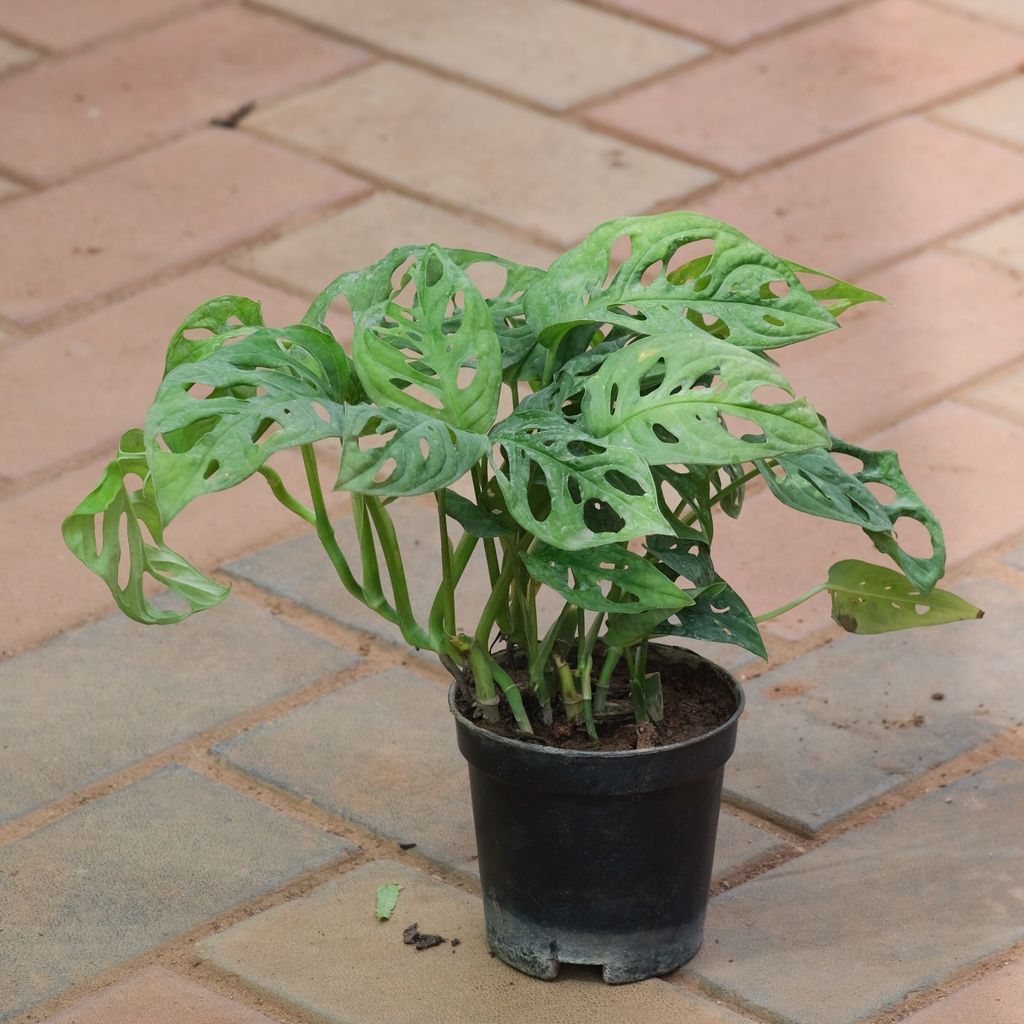 Monstera Broken Heart in 4 Inch Nursery Pot