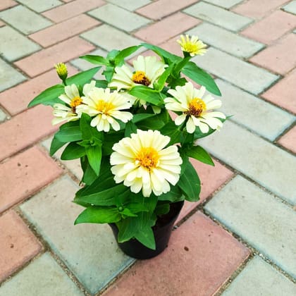 Zinnia Hybrid White in 5 Inch Nursery Pot