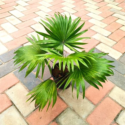 China Palm in 8 Inch Nursery Pot