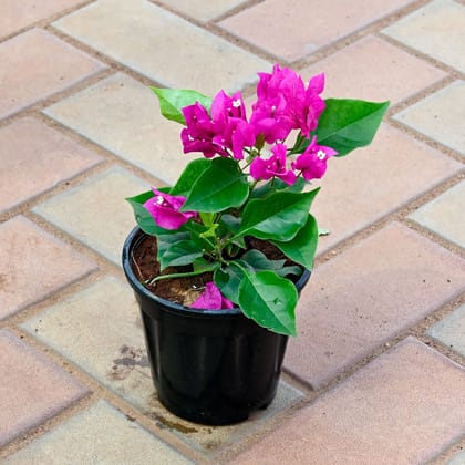 Buy Bougainvillea Pink in 5 Inch Nursery Pot Online | Urvann.com