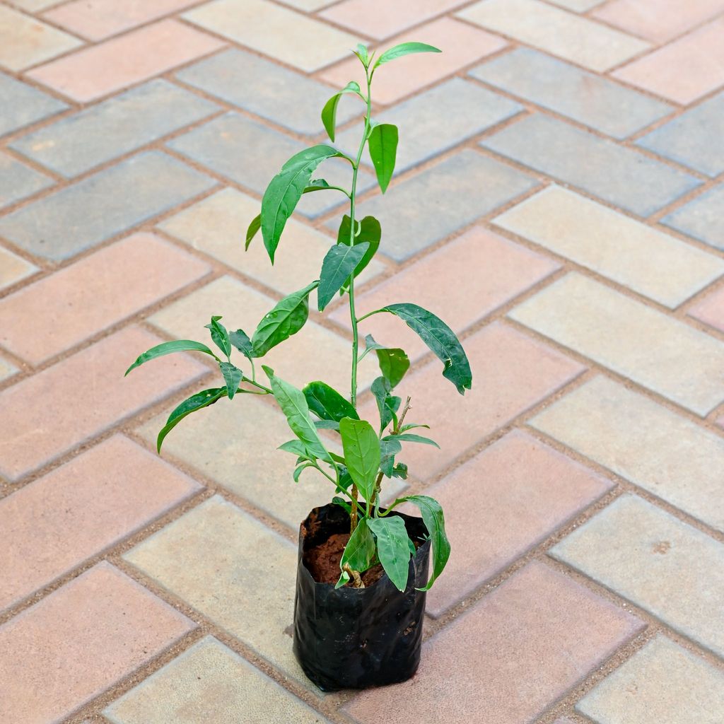 Raat Ki Rani / Night Blooming Jasmine (any colour) in 6 Inch Nursery Bag