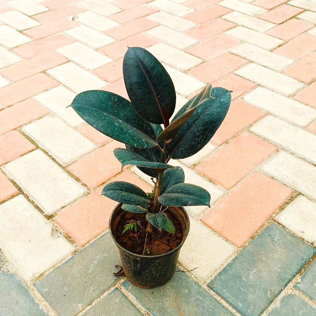 Black Rubber in 6 Inch Nursery Pot