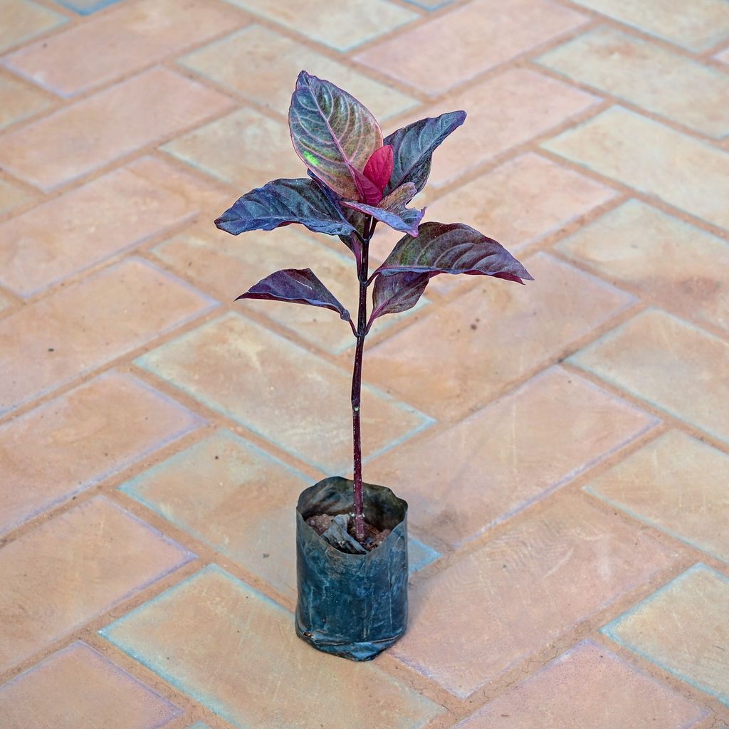 Eranthemum in 3 Inch Nursery Bag