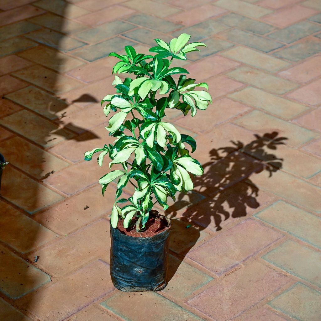 Schefflera Variegated in 5 Inch Nursery Bag