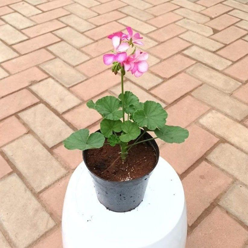 Geranium Pink in 5 Inch Nursery Pot