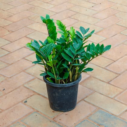 Buy Zz Green in 5 Inch Nursery Pot Online | Urvann.com
