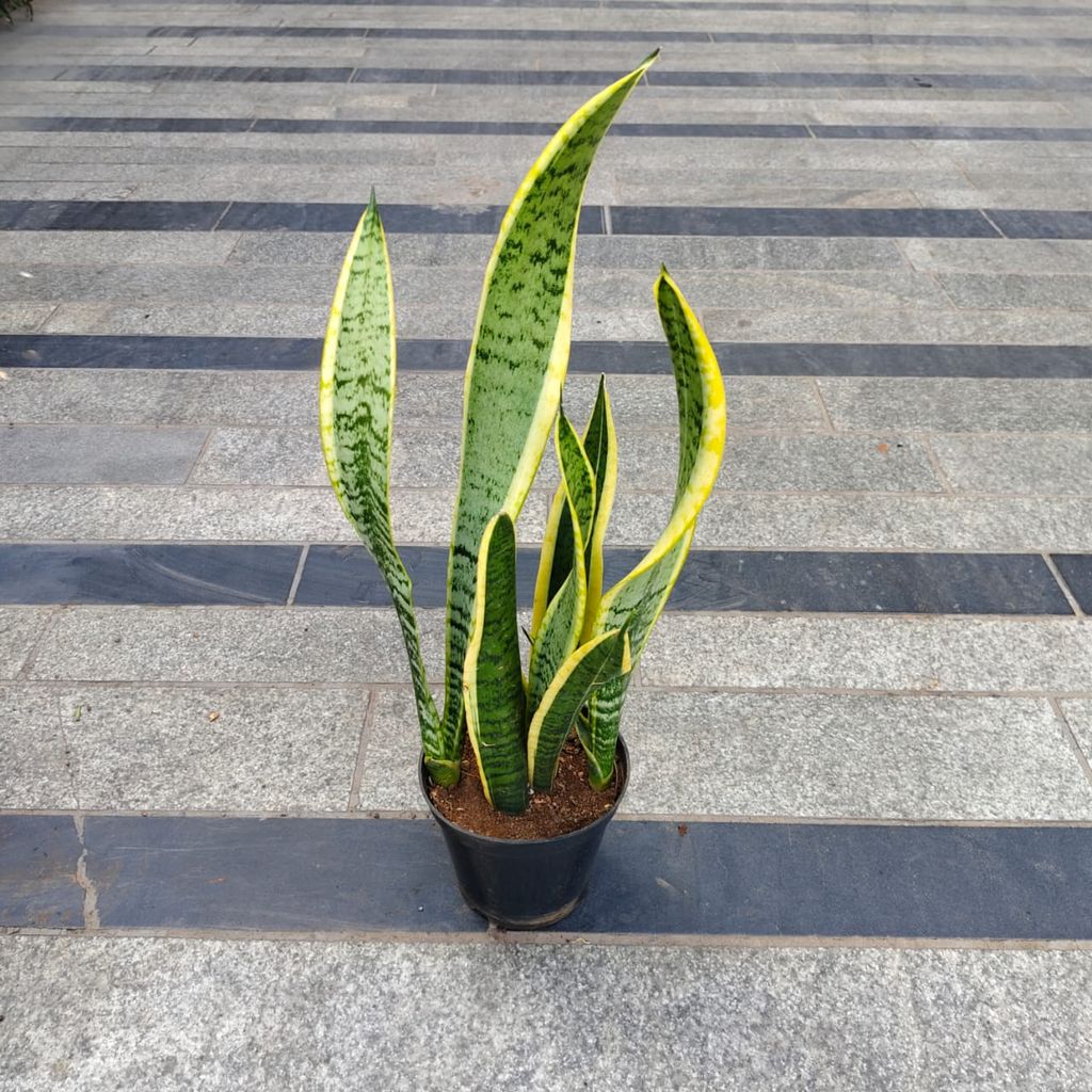 Snake Golden Long (~ 1.5 Ft) in 5 Inch Nursery Pot