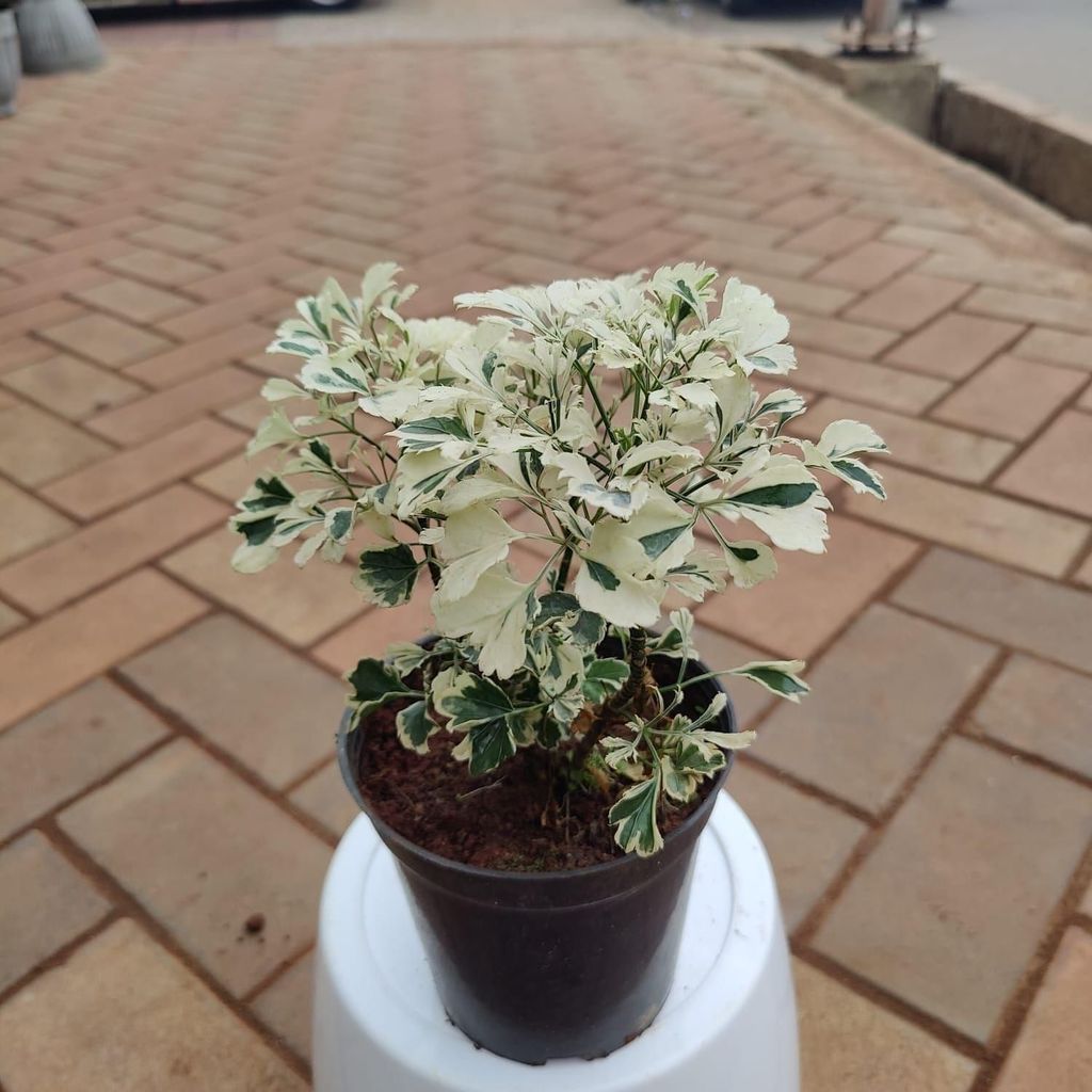 Aralia White in 5 Inch Nursery Pot