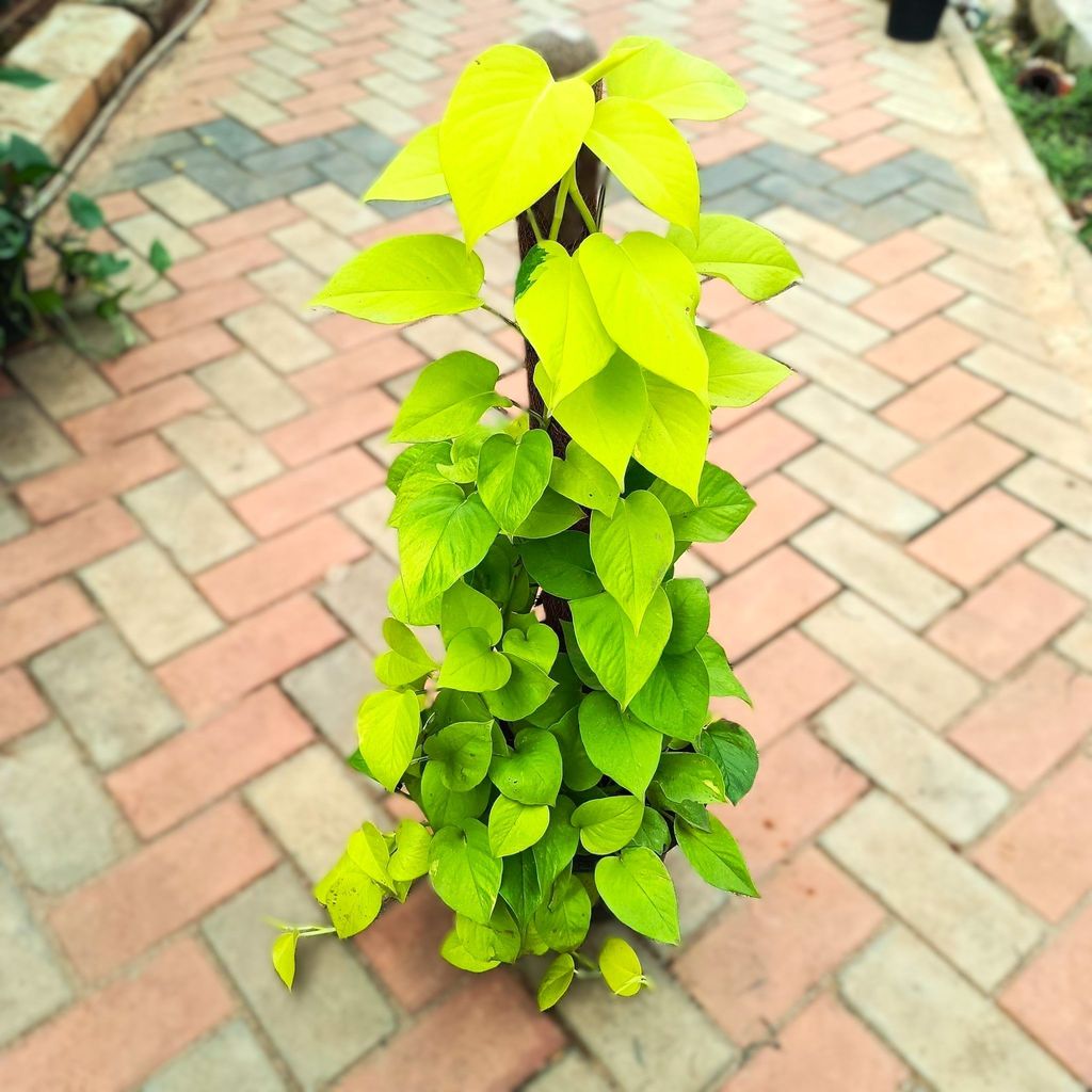 Money Plant Golden with 3 ft Moss Stick in 10 Inch Nursery Pot