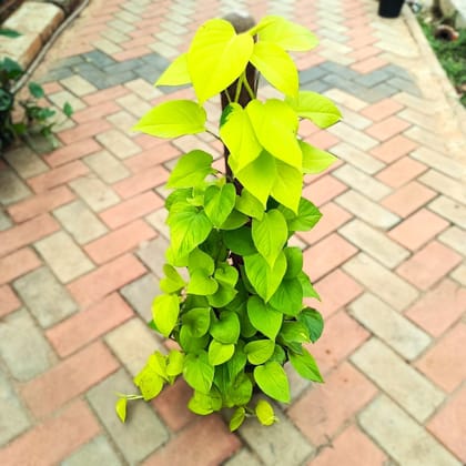Money Plant Golden with 3 ft Moss Stick in 10 Inch Nursery Pot