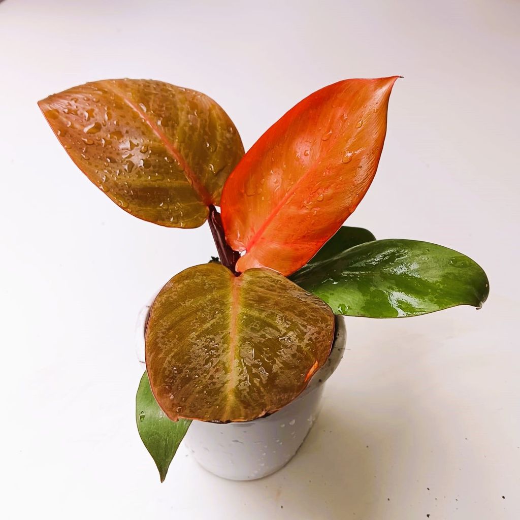 Philodendron Orange in 7 Inch Nursery Pot