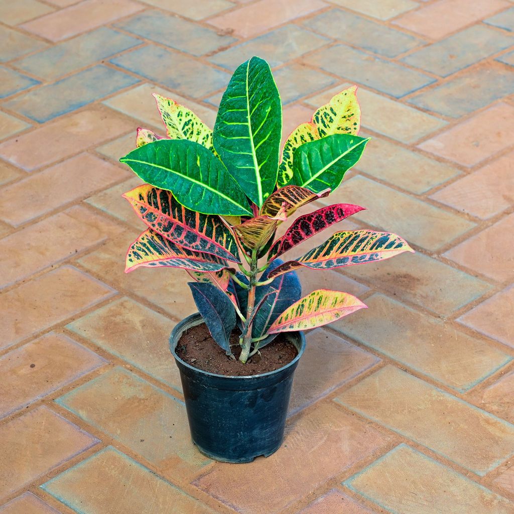 Croton Petra in 5 Inch Nursery Pot