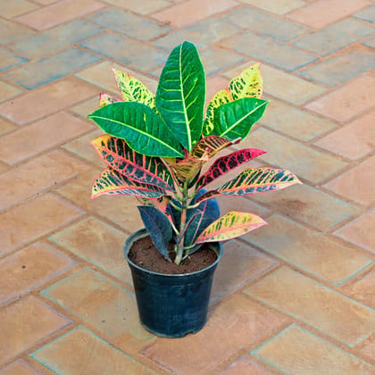 Buy Croton Petra in 5 Inch Nursery Pot Online | Urvann.com