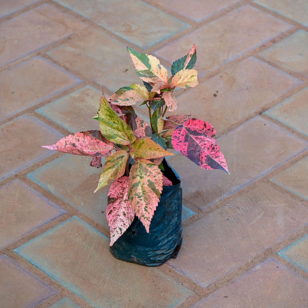 Acalypha in 3 Inch Nursery Bag