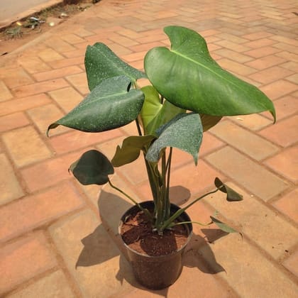 Buy Monstera Big Leaf in 5 Inch Plastic Pot Online | Urvann.com