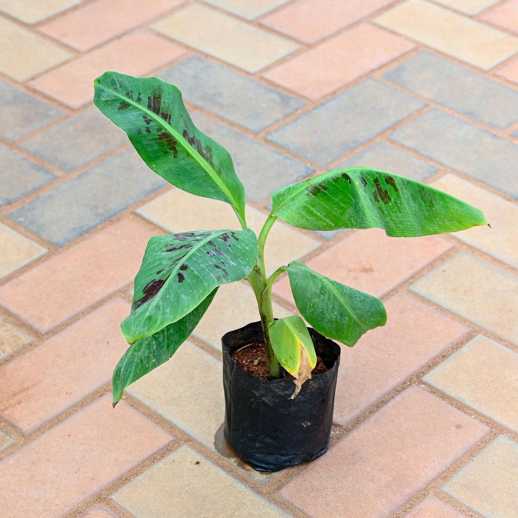 Banana in 5 Inch Nursery Bag