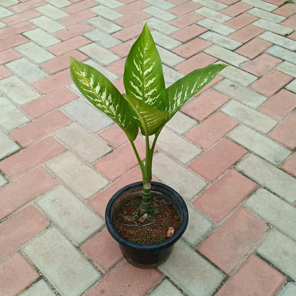 Dieffenbachia in 8 Inch Nursery Pot